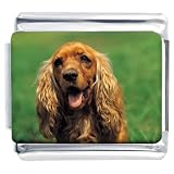 Cocker Spaniel Dog Photo Italian Charm