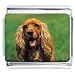 cocker spaniel - Cocker Spaniel Dog Photo Italian Charm