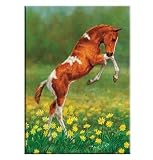Tree-Free Greetings Dances with Daisies Premium Magnet, 2.5 x 3.5 Inches, Multicolored (73005)