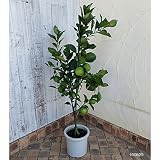 [実付き]バンペイユ（晩白柚・ザボン）8号鉢植え