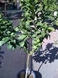 Eureka Lemon Tree Five Gallon