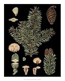 Dramatic Conifers I by Vision studio. CANVAS WITH BRUSHSTROKES with 3/4 inch bars. 14.00 inches width by 18.00 inches height. Highest Quality Art Poster Print 51SuubYH7GL. SL160 Dramatic Conifers I by Vision studio. CANVAS WITH BRUSHSTROKES with 3/4 inch bars. 14.00 inches width by 18.00 inches height. Highest Quality Art Poster Print