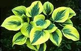 Liberty Hosta - NEW - Large Green Leaves, Cream Edges