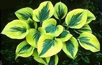 Liberty Hosta - NEW - Large Green Leaves, Cream Edges