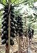 Papaya Tainung Tree