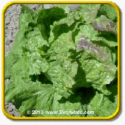 Leaf Lettuce Seeds - 'Iceberg' Vegetable Seed Packet (2000 Seeds)