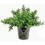 11" Japanese Holly Tabletop Artificial Potted Plant