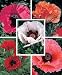 1000 MIXED COLORS ORIENTAL POPPY Papaver Orientale Flower Seeds 1000 MIXED COLORS ORIENTAL POPPY Papaver Orientale Flower Seeds