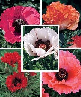 1000 MIXED COLORS ORIENTAL POPPY Papaver Orientale Flower Seeds 1000 MIXED COLORS ORIENTAL POPPY Papaver Orientale Flower Seeds