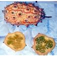 African Kiwano Jelly Melon 10 Seeds-Cucumis metuliferus
