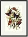 Black Framed/Matted Print 17x23, Butterflies: V. Atalanta, V. Antiopa, et al.
