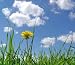 Flower Dandelion and Sky - 18