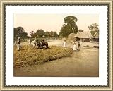 Threshing grain Bosnia Austro-Hungary, c. 1890s, FRMD S-GA