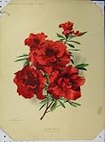 1897 INDIAN AZALEA RED FLOWER GREEN LEAVES OLD PRINT