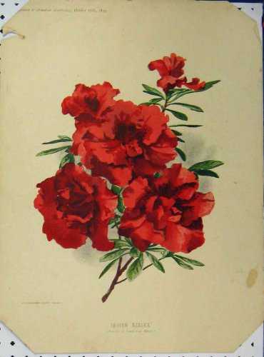 1897 INDIAN AZALEA RED FLOWER GREEN LEAVES OLD PRINT