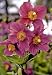 himalayan15 - Hensol Violet Himalayan Poppy 20 Seeds Meconopsis