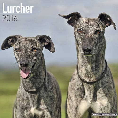Lurcher Calendar - Breed Specific Lurcher Calendar - 2016 Wall calendars - Animal Calendars - Monthly Wall Calendar by Avonside