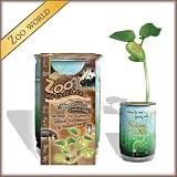 The Patent Magic Plant Bean (Zoo World)