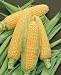 Bodacious Hybrid Corn Seeds - Zea Mays - 14 Grams - Approx 85 Gardening Seeds - Vegetable Garden Seed