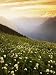 Meadow with helebore and sitka valerian on Green Mountain, Glacier Peak Wilderness, Washington, USA Photographic Poster Print by Charles Gurche, 24x32 Meadow with helebore and sitka valerian on Green Mountain, Glacier Peak Wilderness, Washington, USA Photographic Poster Print by Charles Gurche, 24x32
