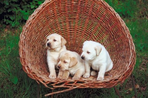 The Labrador Retriever - How to Raise a Happy Healthy Labrador Puppy