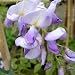 WISTERIA CAROLINE-Superb Christmas Plant & Christm