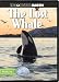 The Lost Whale