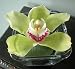 Single Cymbidium Orchid Arrangement in square vase