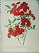 Dwarf Polyantha Pompon Rose Jessie 1910 Red Flower