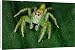 Canvas Prints of A jumping spider (family Salticidae). Uses highly developed eyesight and from Ardea Wildlife Pets