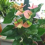 トロピカルフラワー　アンスリューム鉢植え（アンスリウム）ピンク　お祝いに華やかなハートの形の花