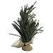 Mini Pine Tree In Burlap Bag