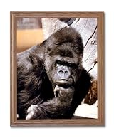 Tropical Monkey Gorilla Tree Animal Wildlife Home Decor Wall Picture Oak Framed Art Print