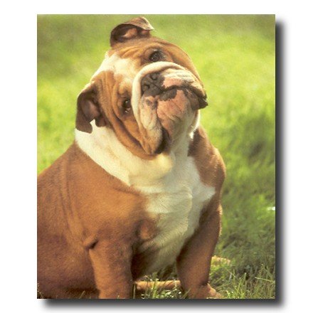 English Bulldog Puppy Dog Kids Room Animal Picture Art Print