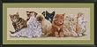 Janlynn Kittens In A Row Cntd X-Stitch Kit