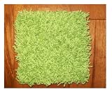 8x10 Area Rug. Bright Green carpet. 37 oz TWISTED SHAG FRIEZE Very THICK, PLUSH and LUXURIOUS. Many sizes and 20 vibrant "mod" colors to choose from.