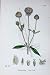 Botany Plants C1902 Small Teasel Dipsacus Pilosus