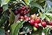 Tanzanian Mondul Estate Northern Peaberry Coffee Beans (2.5 pounds Whole Beans, Medium Roast (Full City +))