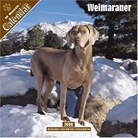Weimaraner 2008 Wall Calendar