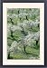 Framed Prints of Almond Tree - Cultivation near the town of Alhama de Granada; in full blossom from Ardea Wildlife Pets