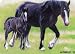 Clydesdale Mare and Foal Horse Matted Art Print - 5 in x 7 in Design - 8 in x 10 in Matted