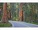 Photographic Prints of Road through Giant Sequoia / Wellingtonia / Sierra Redwood trees from Ardea Wildlife Pets
