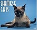 Book Just Siamese 2006 16-Month Wall Calendar