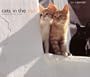 Cats in the Sun 2001 Calendar