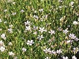 Eigenschaften Dachstauden  / Petrorhagia saxifraga - Felsennelke, 6 Pflanzen