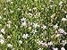 Petrorhagia saxifraga - Felsennelke, 6 Pflanzen