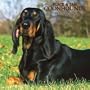 Black & Tan Coonhounds 2007 Calendar
