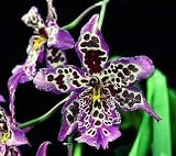 Beallara Diana Dunn 