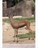 Photographic Print of Cuvier s / Atlas / Edmi Gazelle - endangered, male from Ardea Wildlife Pets