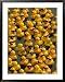 The Make-A-Wish Foundation Releases Rubber Ducks into the Ocean Framed Art Poster Pri...